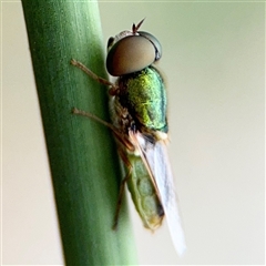 Odontomyia sp. (genus) at Lyneham, ACT - 17 Nov 2024 by Hejor1