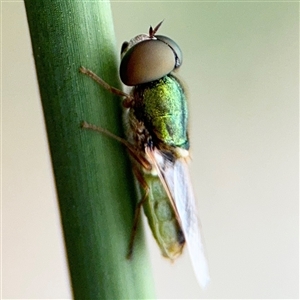 Odontomyia decipiens at Lyneham, ACT - 17 Nov 2024