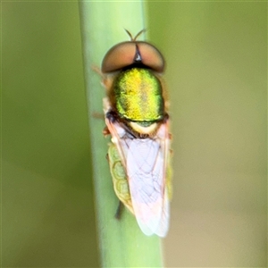 Odontomyia decipiens at Lyneham, ACT - 17 Nov 2024