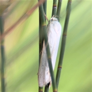 Habrochlanis fragilis at Lyneham, ACT - 17 Nov 2024