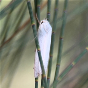 Habrochlanis fragilis at Lyneham, ACT - 17 Nov 2024