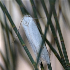 Habrochlanis fragilis at Lyneham, ACT - 17 Nov 2024