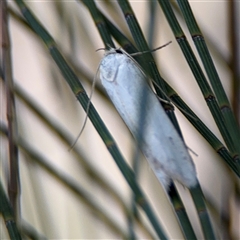 Habrochlanis fragilis at Lyneham, ACT - 17 Nov 2024