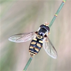 Melangyna sp. (genus) at Lyneham, ACT - 17 Nov 2024 by Hejor1