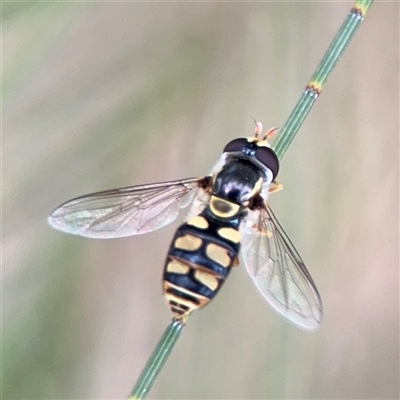 Simosyrphus grandicornis (Common hover fly) at Lyneham, ACT - 17 Nov 2024 by Hejor1