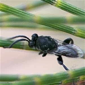 Chalcididae (family) at Lyneham, ACT - 17 Nov 2024