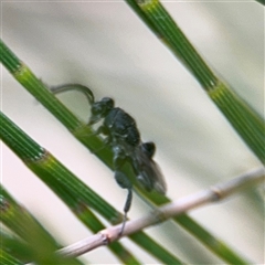 Chalcididae (family) at Lyneham, ACT - 17 Nov 2024