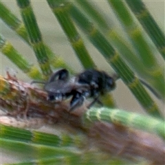 Chalcididae (family) at Lyneham, ACT - 17 Nov 2024