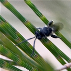 Chalcididae (family) at Lyneham, ACT - 17 Nov 2024