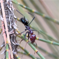 Iridomyrmex purpureus (Meat Ant) at Lyneham, ACT - 17 Nov 2024 by Hejor1