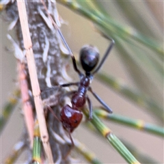 Iridomyrmex purpureus at Lyneham, ACT - 17 Nov 2024