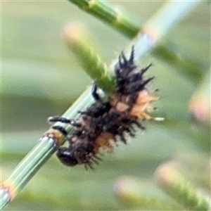 Coccinellidae (family) (Unidentified lady beetle) at Lyneham, ACT by Hejor1