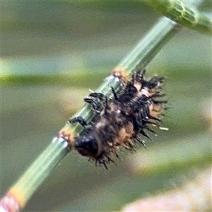 Coccinellidae (family) at Lyneham, ACT - 17 Nov 2024