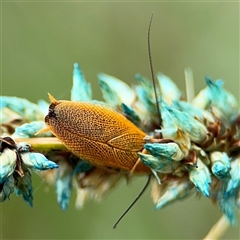 Ellipsidion humerale (Common Ellipsidion) at O'Connor, ACT - 17 Nov 2024 by Hejor1