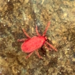 Trombidiidae (family) (Red velvet mite) at Lyneham, ACT - 17 Nov 2024 by Hejor1