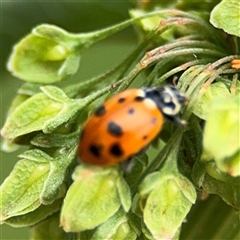 Hippodamia variegata (Spotted Amber Ladybird) at Lyneham, ACT - 17 Nov 2024 by Hejor1