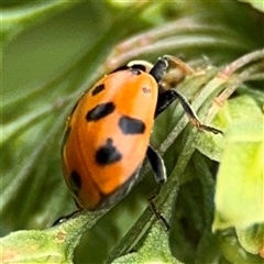 Hippodamia variegata at Lyneham, ACT - 17 Nov 2024