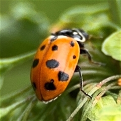 Hippodamia variegata at Lyneham, ACT - 17 Nov 2024