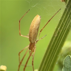 Tetragnatha sp. (genus) (Long-jawed spider) at Lyneham, ACT by Hejor1