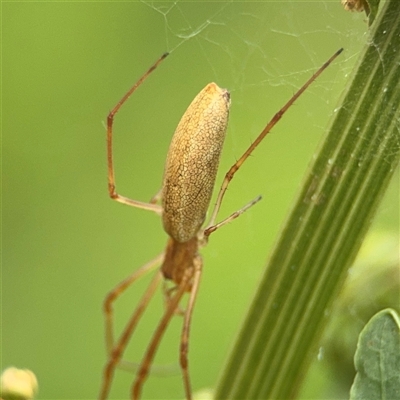 Tetragnatha sp. (genus) at Lyneham, ACT - 17 Nov 2024 by Hejor1