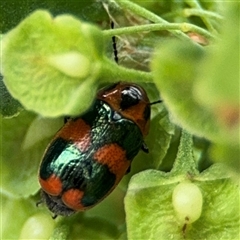 Aporocera (Aporocera) parenthetica (Leaf beetle) at Lyneham, ACT - 17 Nov 2024 by Hejor1