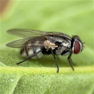 Musca sp. (genus) at Lyneham, ACT by Hejor1