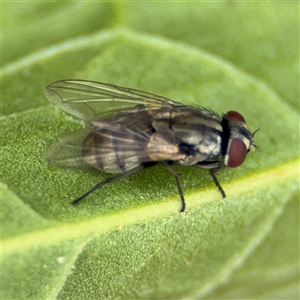 Muscidae (family) at Lyneham, ACT - 17 Nov 2024 12:55 PM