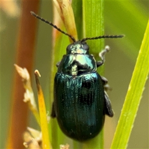 Arsipoda chrysis at Lyneham, ACT - 17 Nov 2024