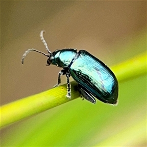 Arsipoda chrysis at Lyneham, ACT - 17 Nov 2024 12:54 PM