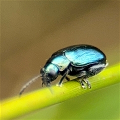 Arsipoda chrysis at Lyneham, ACT - 17 Nov 2024