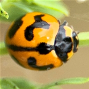 Coccinella transversalis at Lyneham, ACT - 17 Nov 2024