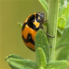 Coccinella transversalis at Lyneham, ACT - 17 Nov 2024