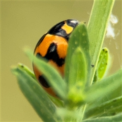 Coccinella transversalis at Lyneham, ACT - 17 Nov 2024 12:54 PM