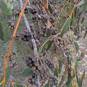 Eucalyptus pauciflora subsp. pauciflora at Kambah, ACT - 17 Nov 2024