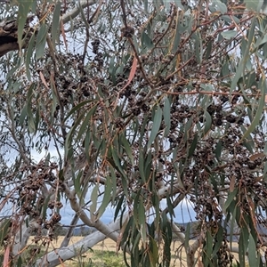 Eucalyptus pauciflora subsp. pauciflora at Kambah, ACT - suppressed