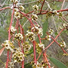 Eucalyptus pauciflora subsp. pauciflora at Kambah, ACT - suppressed