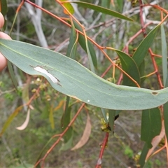 Eucalyptus pauciflora subsp. pauciflora at Kambah, ACT - suppressed