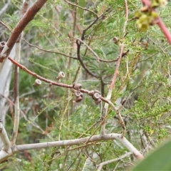 Eucalyptus pauciflora subsp. pauciflora at Kambah, ACT - 17 Nov 2024