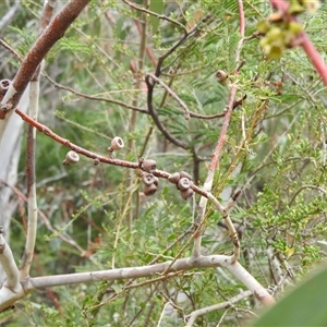 Eucalyptus pauciflora subsp. pauciflora at Kambah, ACT - suppressed