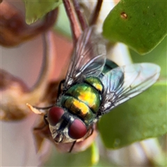 Lucilia sp. (genus) at Greenleigh, NSW - 16 Nov 2024 by Hejor1