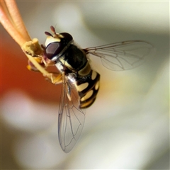 Simosyrphus grandicornis (Common hover fly) at Greenleigh, NSW - 16 Nov 2024 by Hejor1