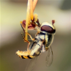 Simosyrphus grandicornis at Greenleigh, NSW - 16 Nov 2024