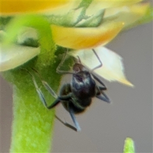 Iridomyrmex rufoniger at Greenleigh, NSW - 16 Nov 2024