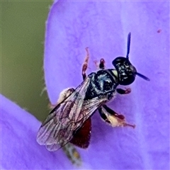 Lasioglossum (Parasphecodes) sp. (genus & subgenus) (Halictid bee) at Greenleigh, NSW - 16 Nov 2024 by Hejor1