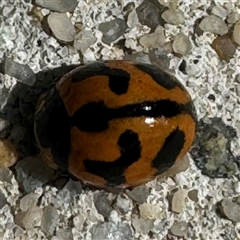 Coccinella transversalis (Transverse Ladybird) at Russell, ACT - 15 Nov 2024 by Hejor1