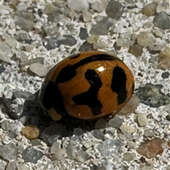 Coccinella transversalis at Russell, ACT - 15 Nov 2024