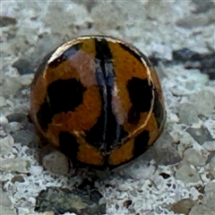 Coccinella transversalis at Russell, ACT - 15 Nov 2024