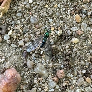 Dolichopodidae (family) at Russell, ACT - 15 Nov 2024