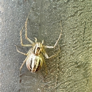 Oxyopes sp. (genus) at Russell, ACT - 15 Nov 2024 02:18 PM