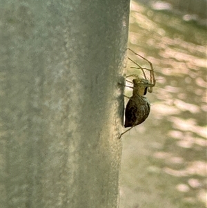 Oxyopes sp. (genus) at Russell, ACT - 15 Nov 2024